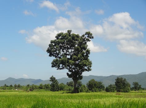 A solitary tree standing amidst a green field under a bright sky in Kampot, Cambodia.