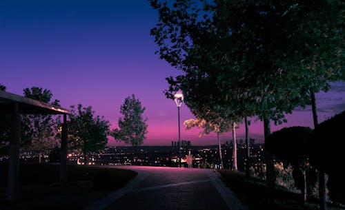 Immagine gratuita di alberi, cielo rosa, città