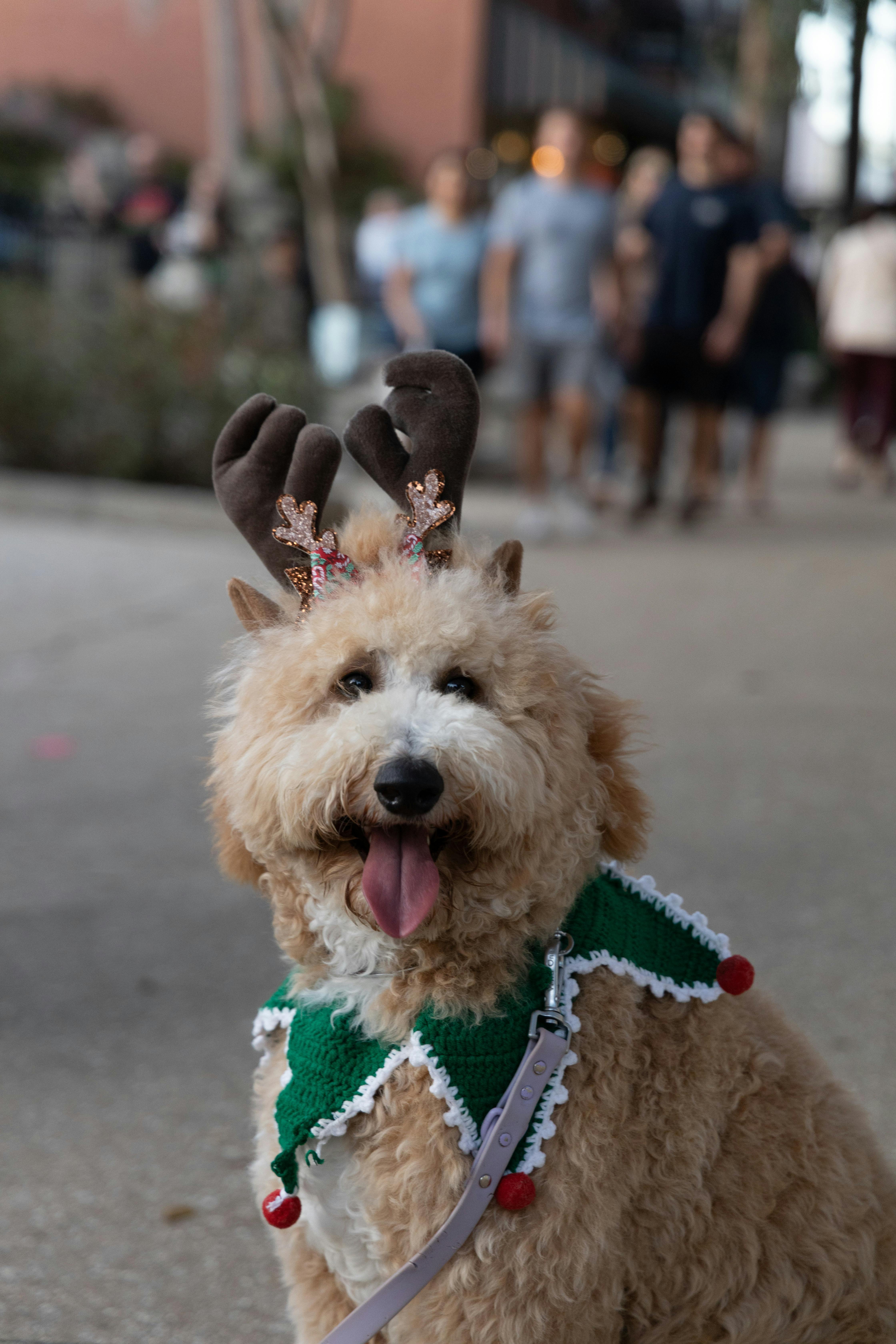 grátis Foto profissional grátis de adorável, agradável, alegre Foto profissional