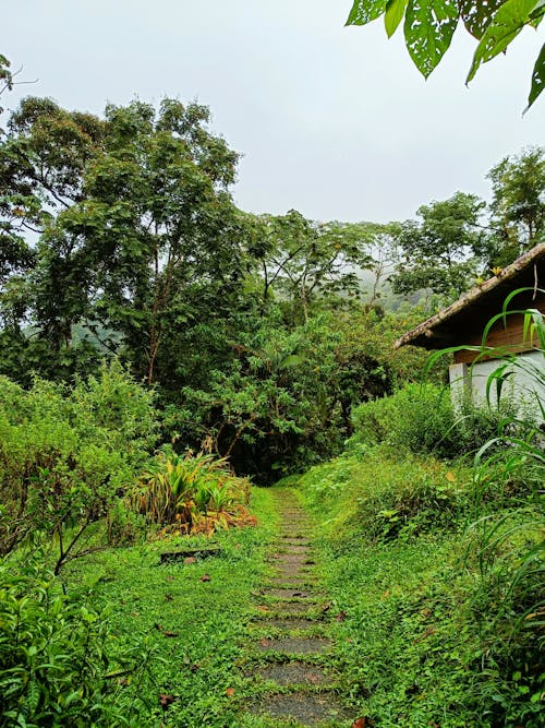 Footpath in Summer Countryside with House