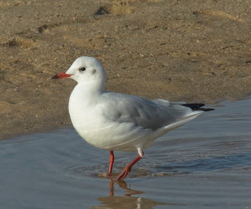 Free stock photo of beach, bird, black headed gull