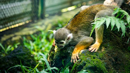 Small Monkey in Zoo