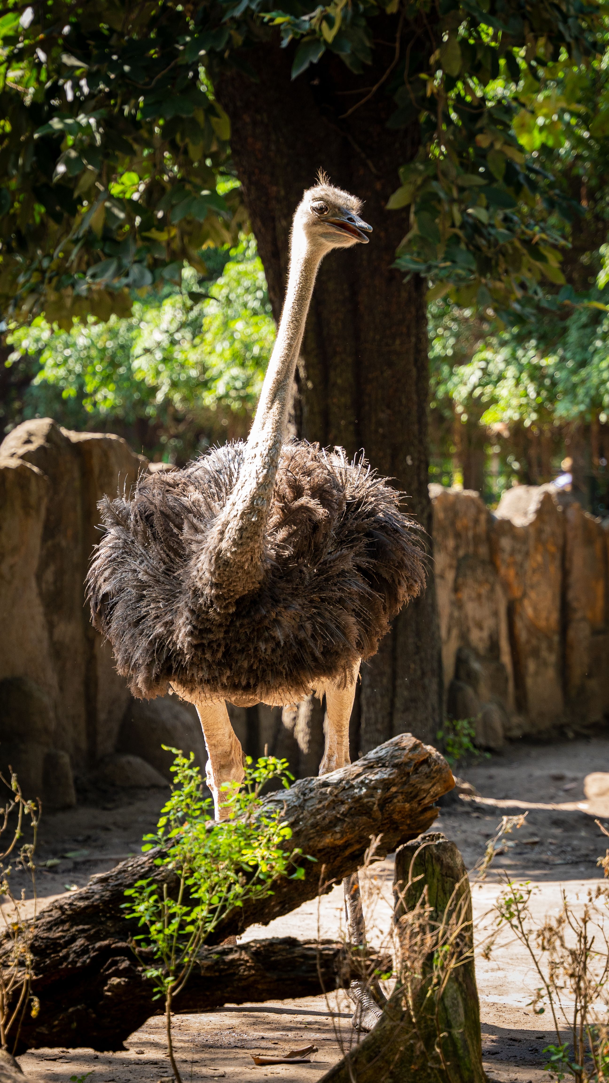 gratis Emoe In De Dierentuin Stockfoto