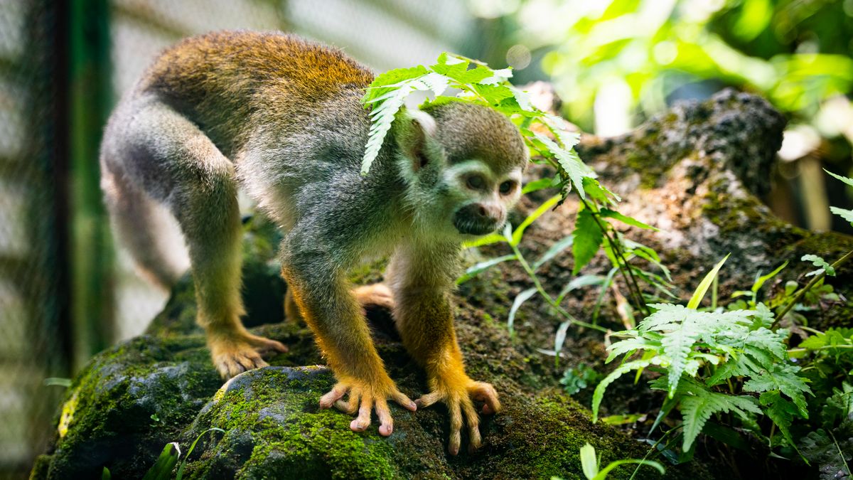 Primer plano de un mono ardilla explorando la exuberante vegetación en el Zoológico de la Ciudad de Ho Chi Minh