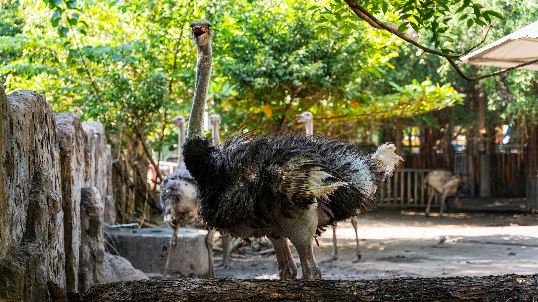A curious ostrich stands in a zoo habitat in Ho Chi Minh City, Vietnam.