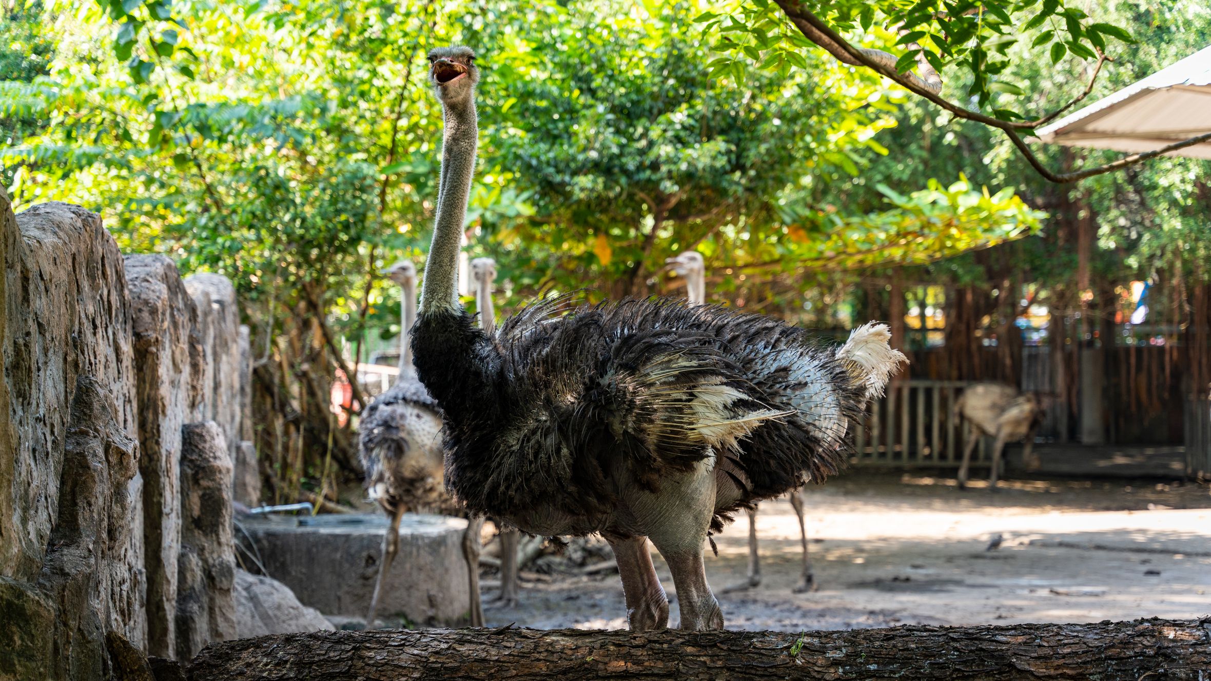 A curious ostrich stands in a zoo habitat in Ho Chi Minh City, Vietnam.