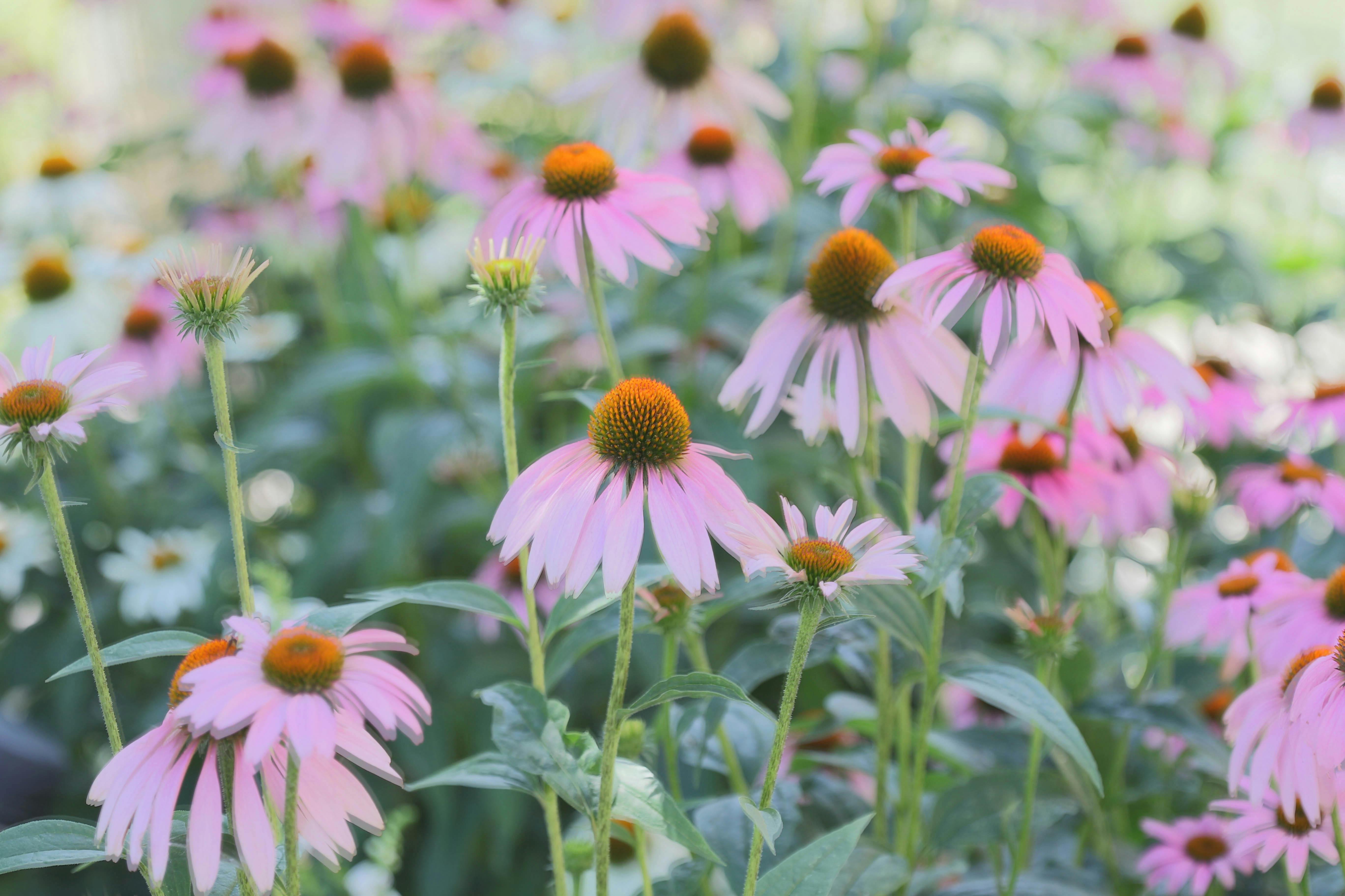 Beautiful coneflowers in a lush garden setting during summer.