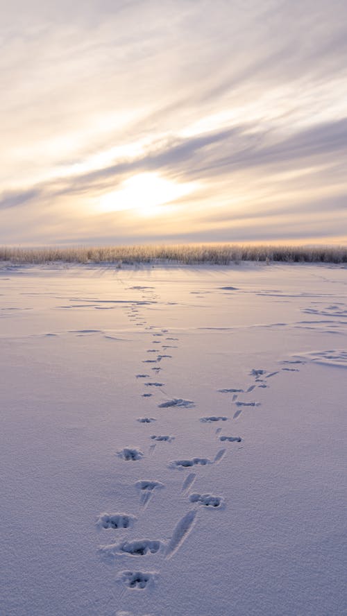 Footprints on Snow in Winter