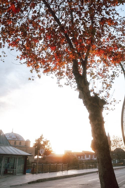 Autumn Tree Over the Town Street in the Light of Setting Sun