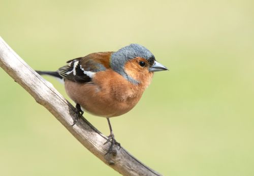 Free Close-up of a colorful chaffinch perched on a branch with a soft green background. Stock Photo