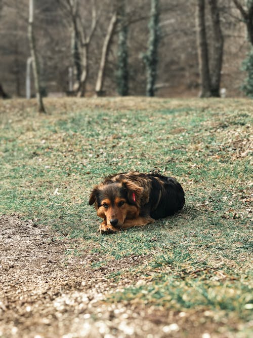 Základová fotografie zdarma na téma domácí mazlíček, fotografování zvířat, ležení