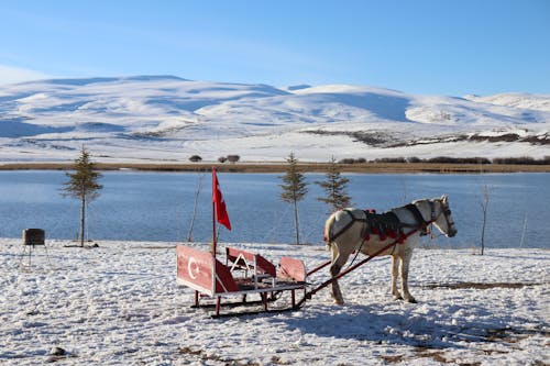 Безкоштовне стокове фото на тему «зима, кінь, краєвид»
