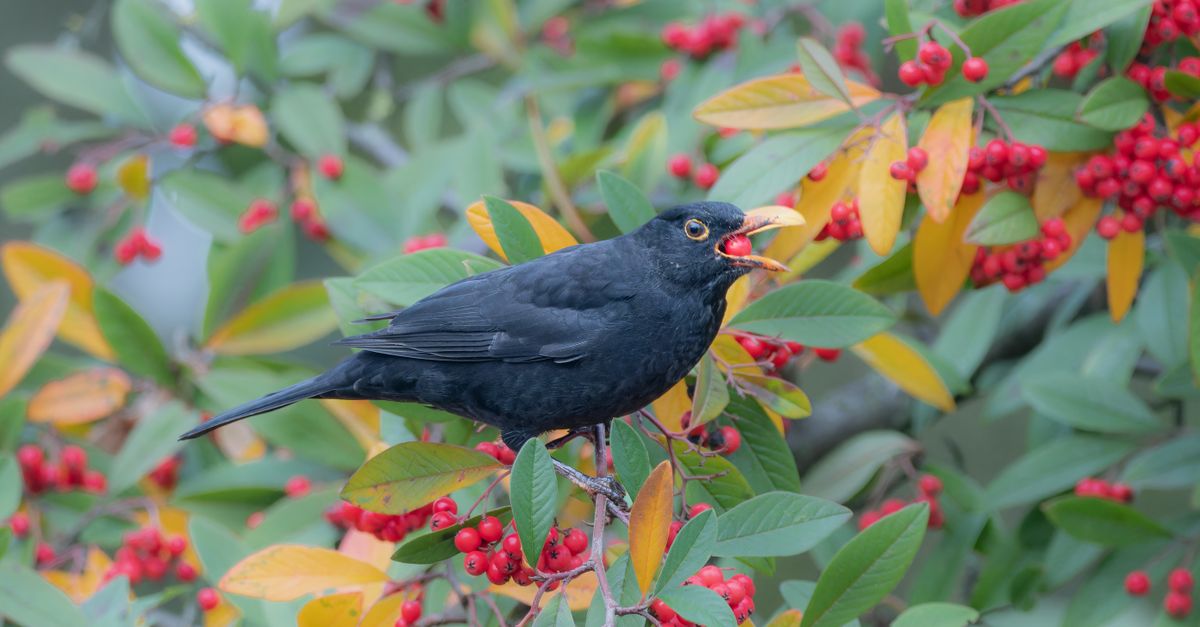 Bird Eating Berries · Free Stock Photo