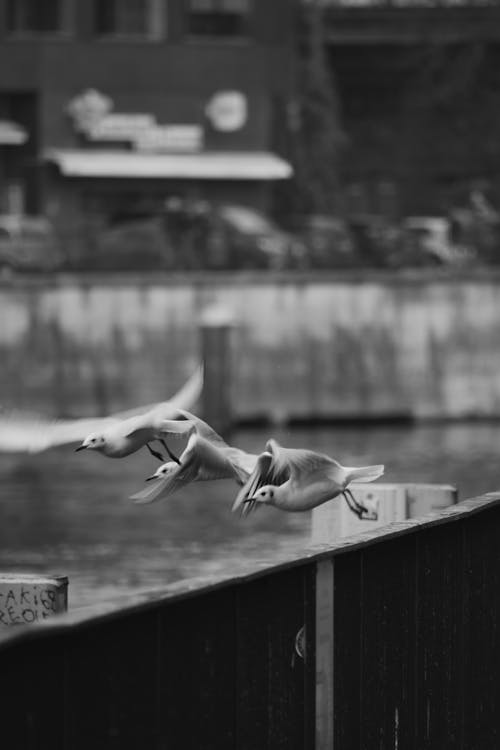 Gulls Flying over Wall in Black and White