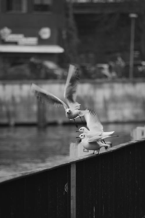 Gulls on Wall in Black and White