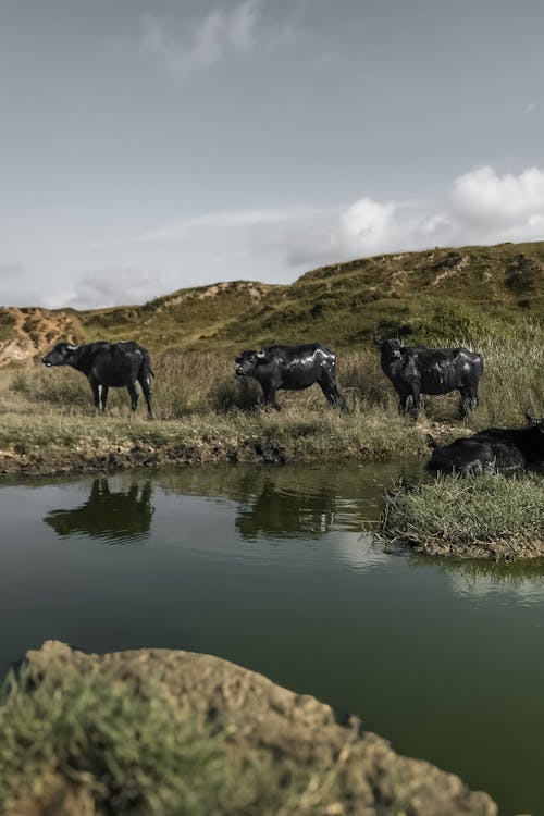 가축, 농촌의, 들판의 무료 스톡 사진