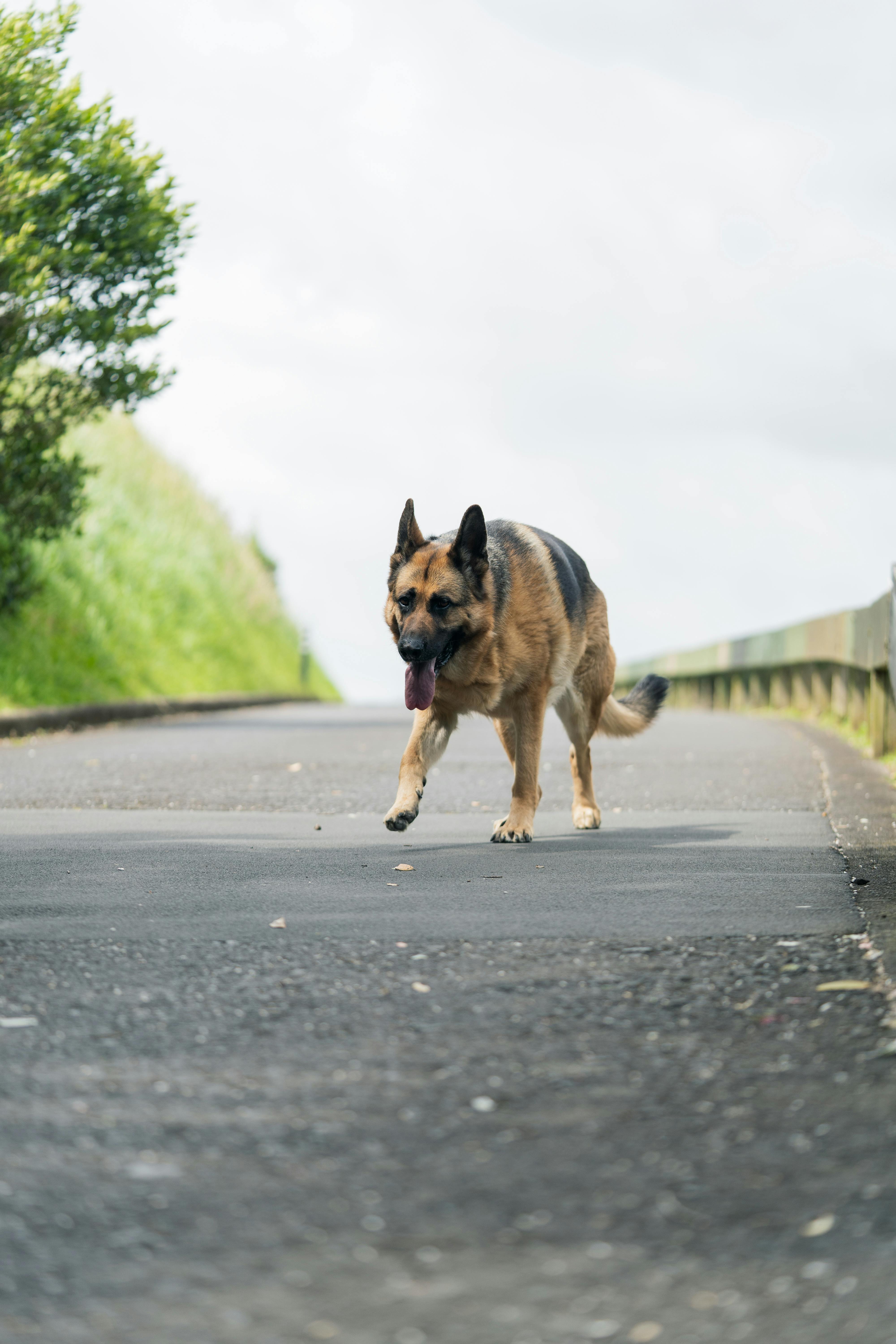 German shepherd on hill