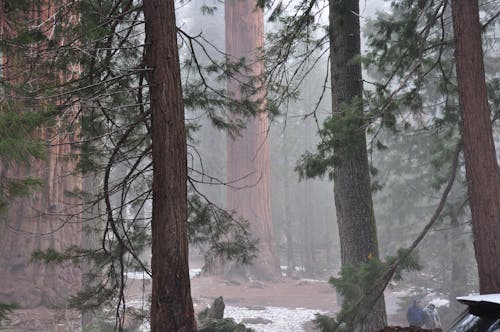 Coniferous Trees in Winter 