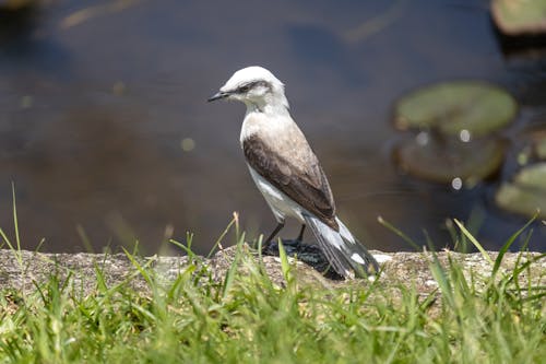 Dandelion Bird by the Stream 