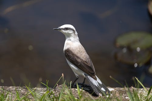 White Bird by the Stream