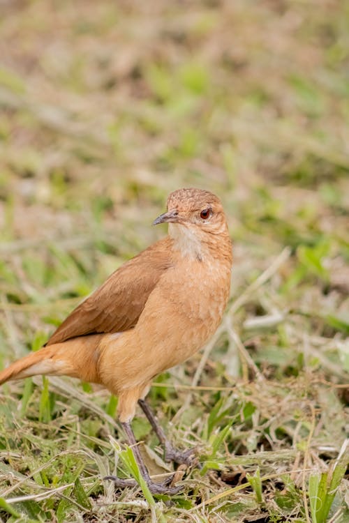 Little Brown Bird on a Grass 