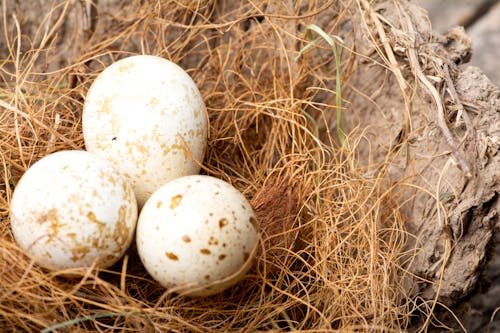 Quail Egg Nest