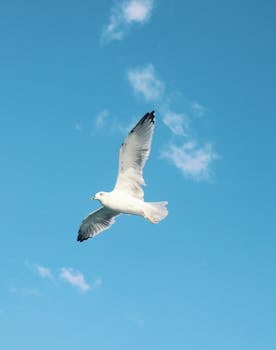 A seagull gracefully soars through the clear blue sky of Istanbul, perfect for nature and wildlife themes.