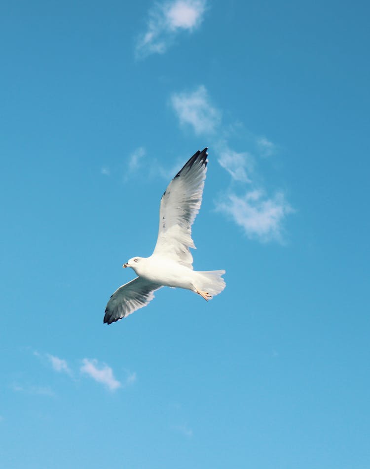 Close Up Of Flying Seagull