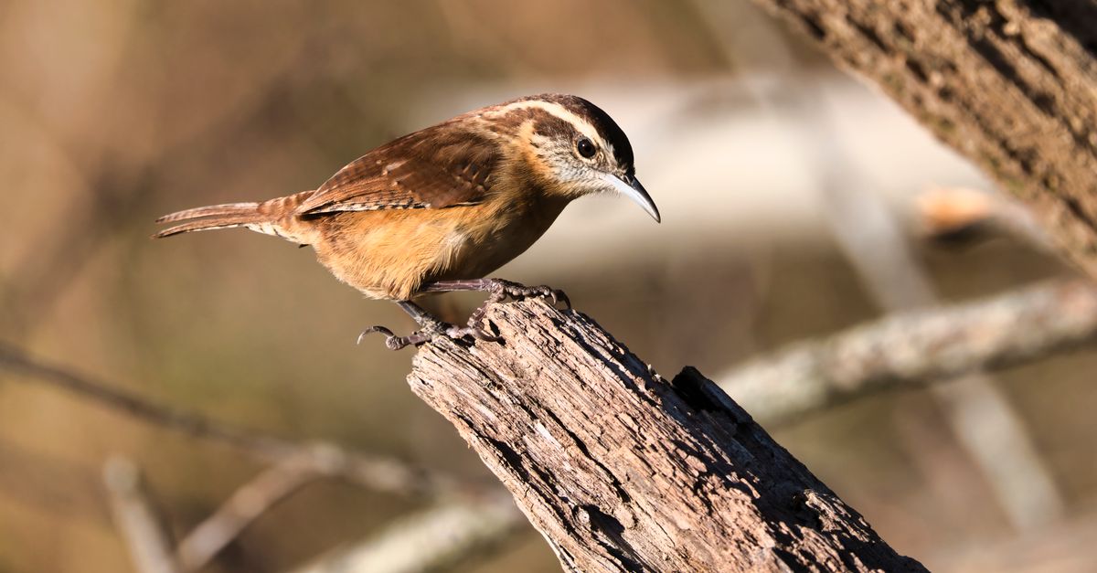 A Carolina Wren perches on a log in natural sunlight, showcasing its brown plumage.