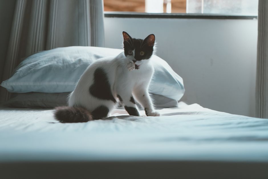 Heated Cat Bed for Outdoors: Safety and Winter Setup Guide