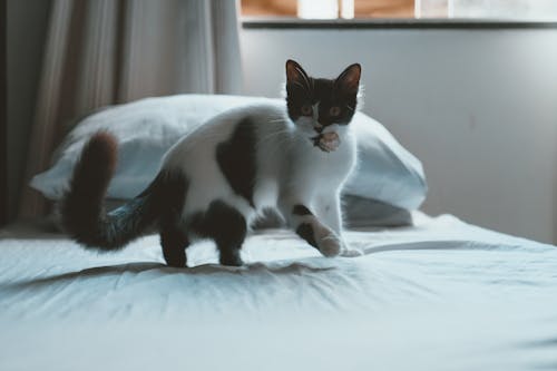 Free Little Cat on Bed  Stock Photo