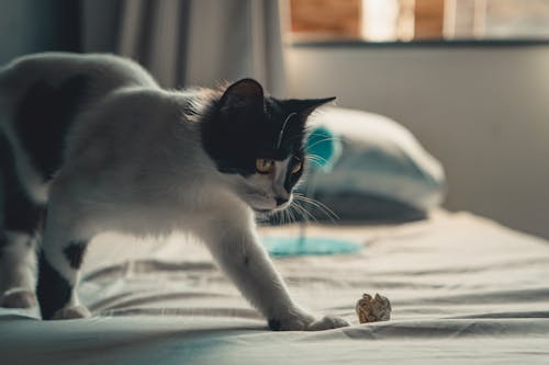 Little Cat on Bed 