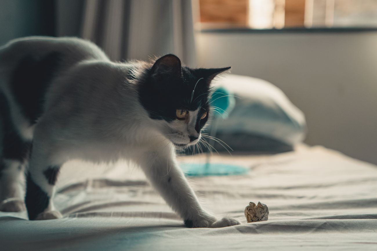 日差しの入るベッドの上にいる白黒の猫