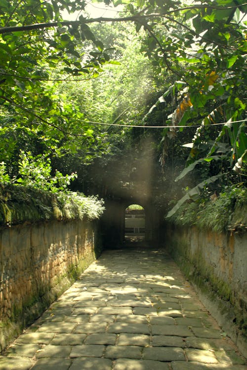 Lush Foliage in Summer