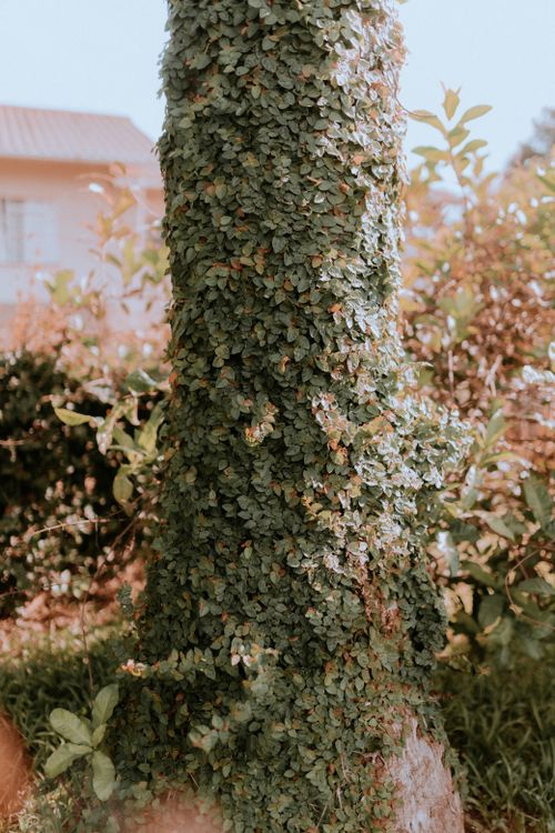 Free Ivy-covered tree trunk in a sunlit garden, evoking a summer vibe with lush greenery. Stock Photo