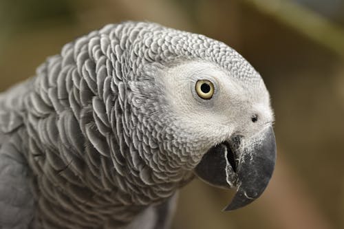 Portrait of White Parrot 