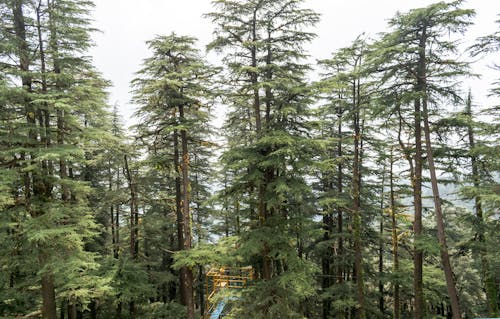 View of Tall Coniferous Trees in the Forest