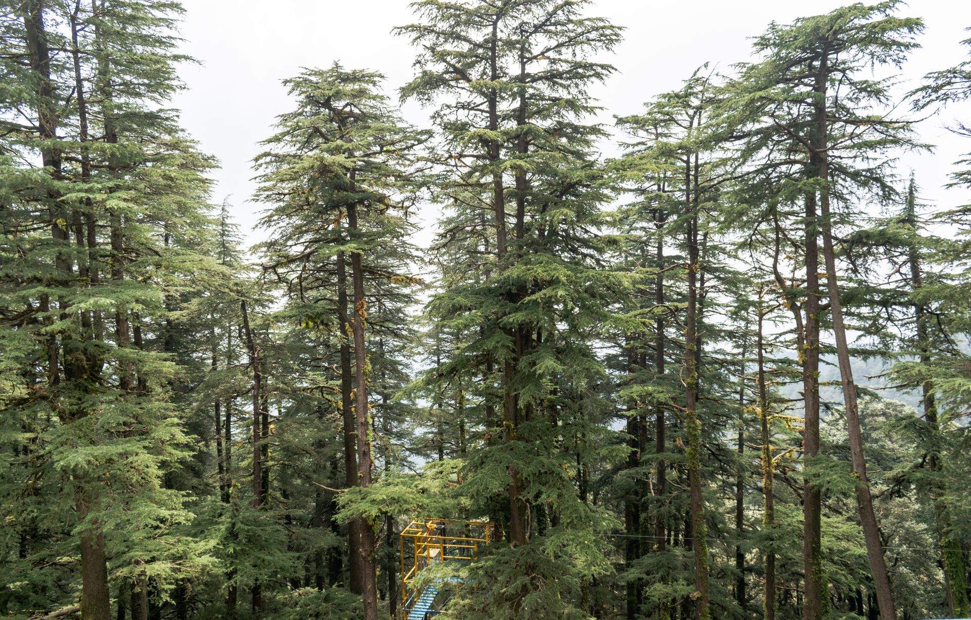 A captivating view of a cedar forest with sunlight filtering through the dense trees, creating a serene atmosphere.