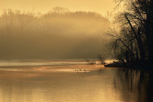 Gratis stockfoto met beesten, bomen, dierenfotografie