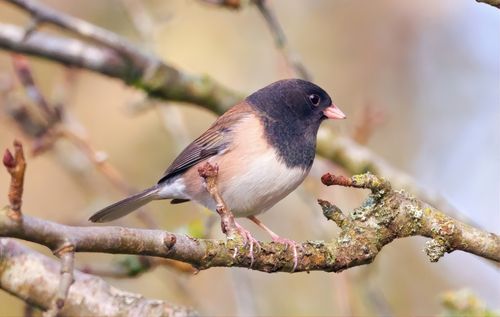 Free A vibrant sparrow perched on a lichen-covered branch in a natural setting. Stock Photo