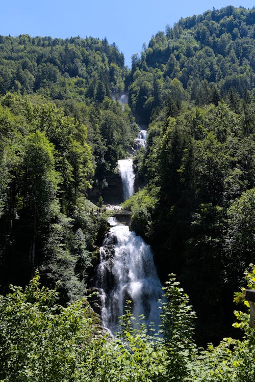 Foto d'estoc gratuïta de aigua, arbres, bosc