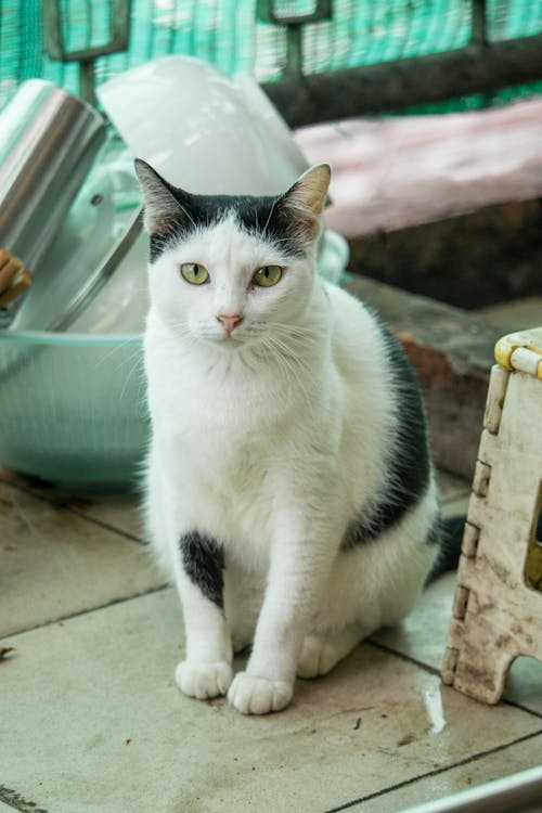 Sitting Tuxedo Cat