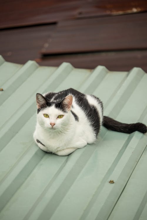 Tuxedo Cat is Sitting on Roof