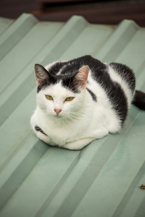 Black and White Cat is Lying on Roof