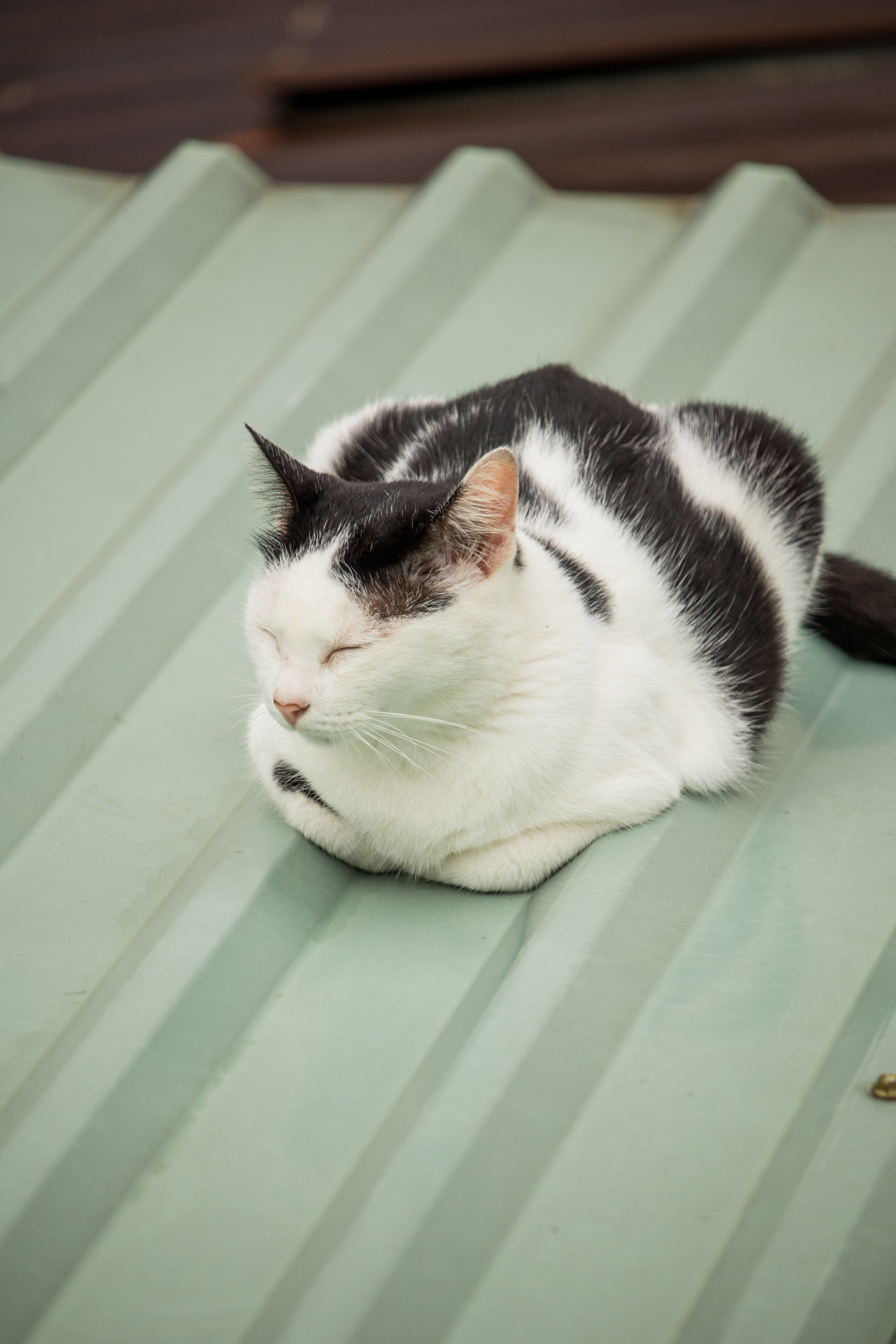 Black and White Cat Lying Down · Free Stock Photo