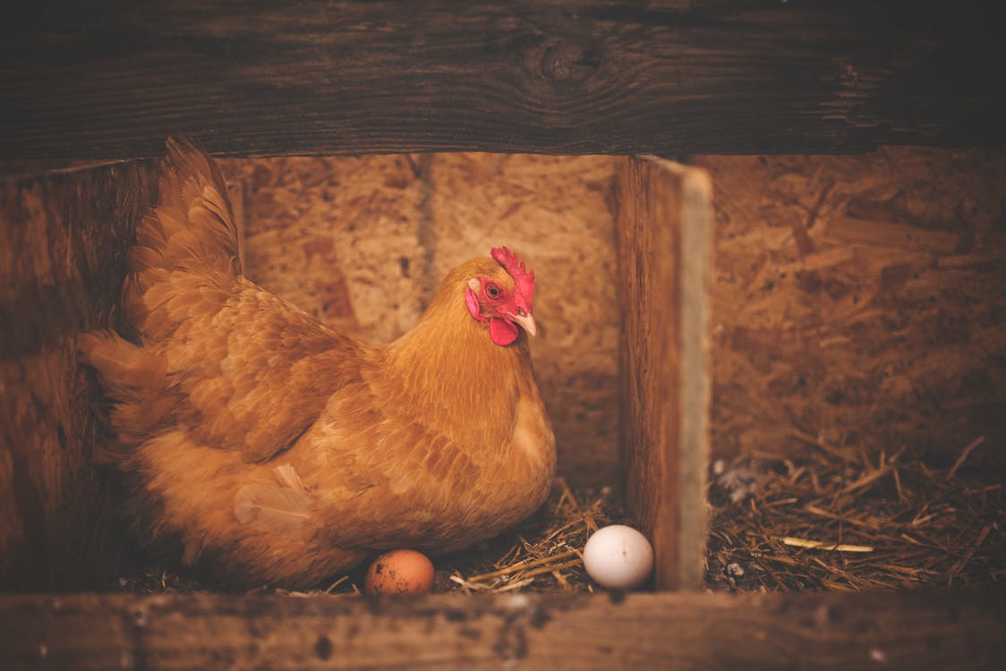 무료 둥지에 흰 계란 근처 갈색 암탉 스톡 사진