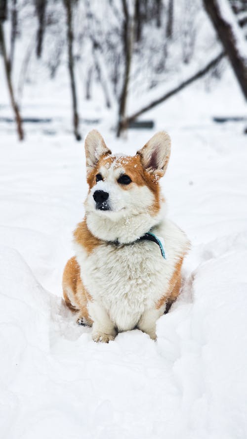 Darmowe zdjęcie z galerii z corgi, domowy, drzewa