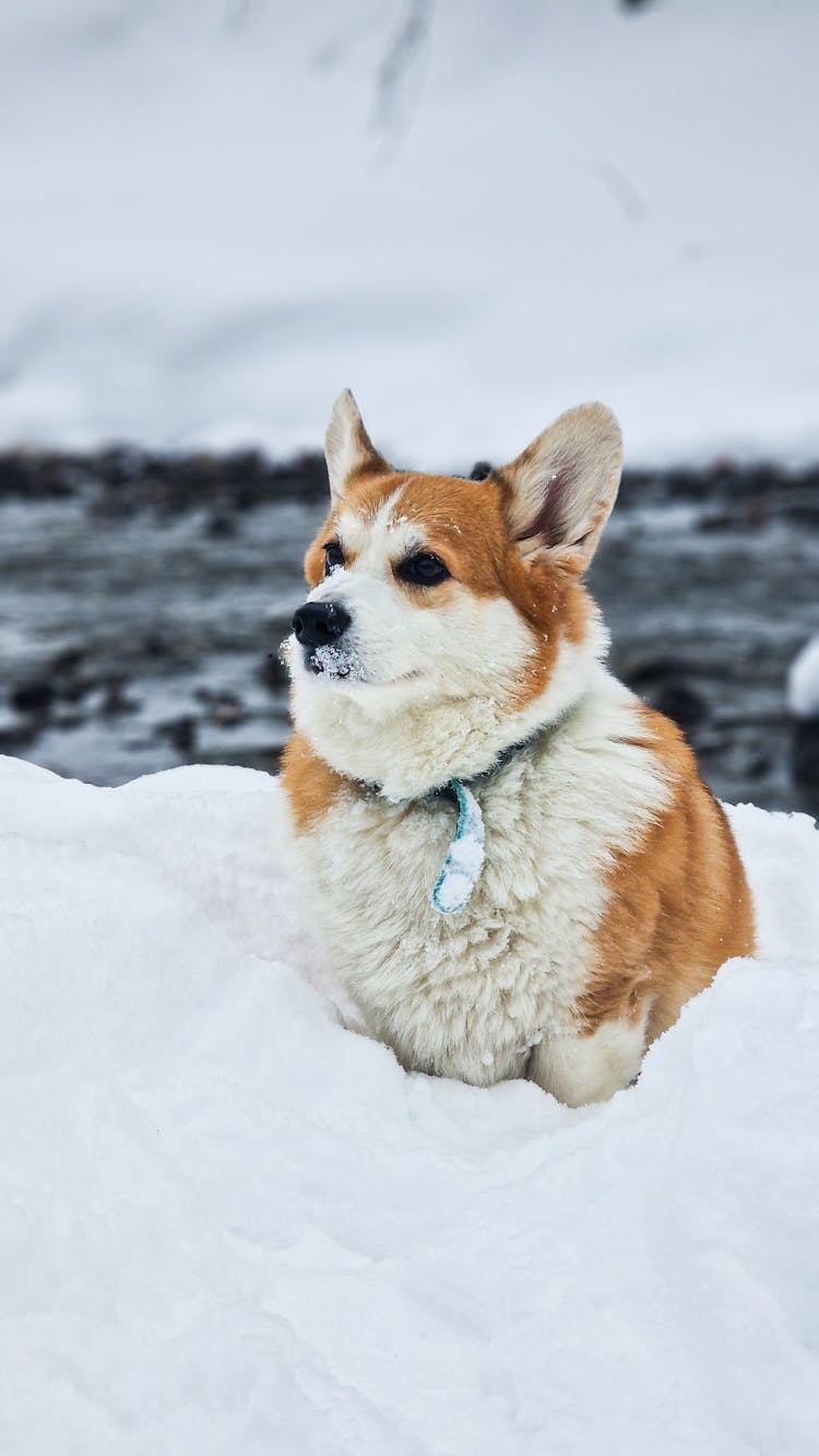 A Corgi Dog Sitting Outside In Snow 