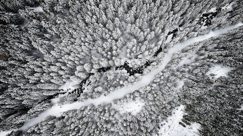 Trail in Woods in Winter