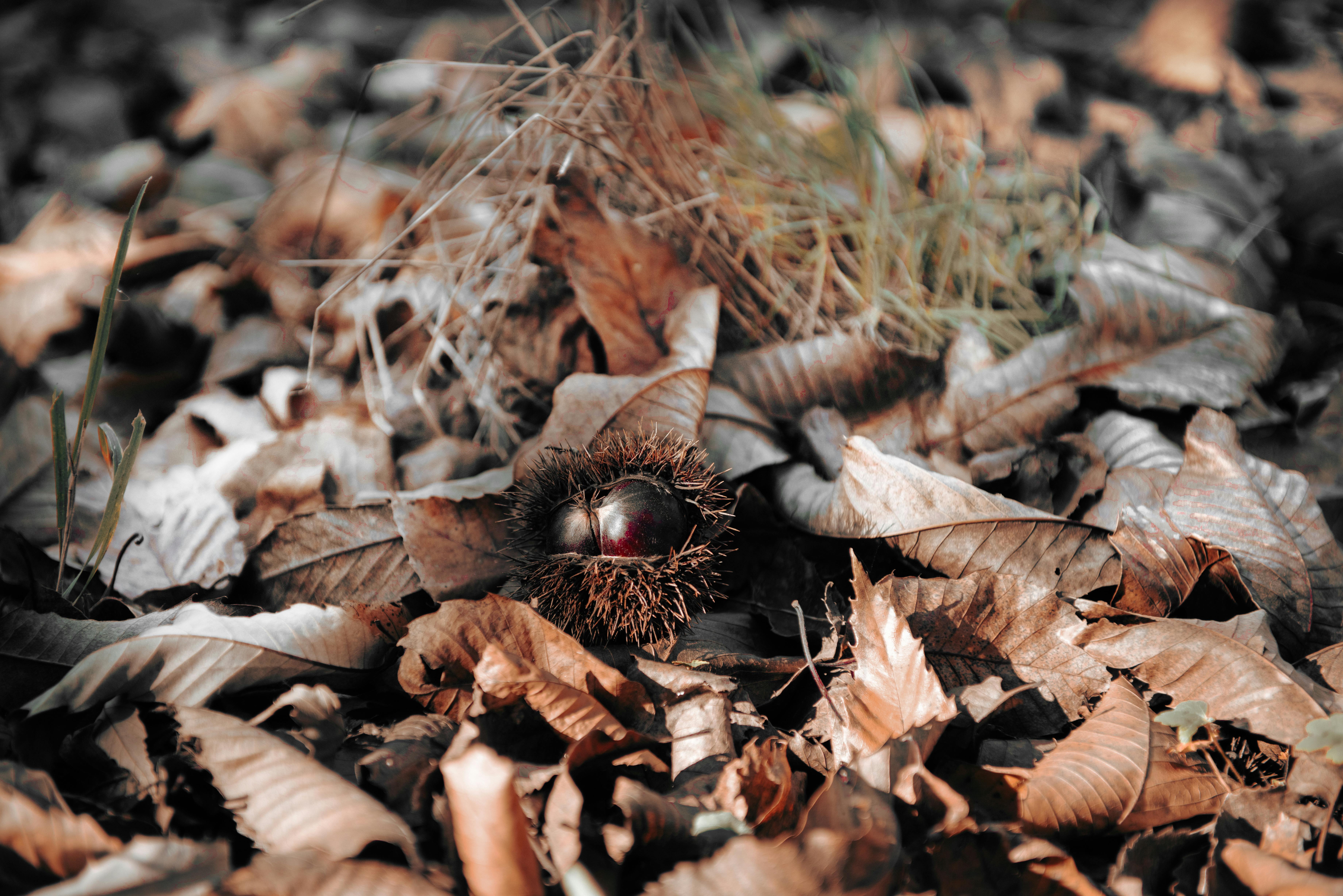 Joey Chestnut Photos, Download The BEST Free Joey Chestnut Stock Photos